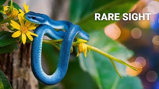 Discover the Stunning San Francisco Garter Snake [upl. by Eimilb]