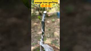 Orange tree grafting grafting orange fruits plants malta gardening shorts [upl. by Maiga]