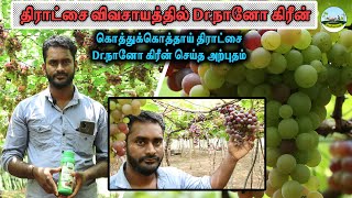 🍇கொத்துக் கொத்தாய் திராட்சை🔴திராட்சை விவசாயத்திற்கு DrNano Green ☎️8125724702 drnanogreen [upl. by Arihsak]