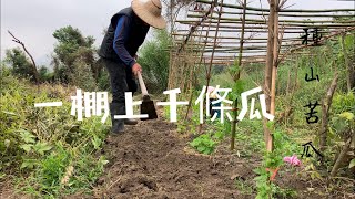 種苦瓜  一個棚架上千條瓜～簡簡單單種出高產（日本山苦瓜） [upl. by Aihsekat]