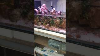 Largest aquarium shop at Kolkata [upl. by Barnard]