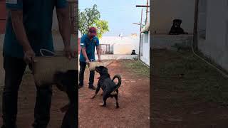 ROTTWEILER OBEDIENCE AND BITING CONTROL TRAINING [upl. by Johns]