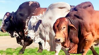 Top 8 Biggest Bulls In World  Most Biggest Bulls In The World  Part 3  MazharTv [upl. by Ahsitra]