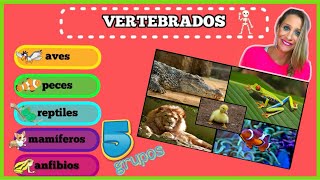 Los animales vertebrados  Parte 2  Reptiles aves y mamíferos BioESOsfera [upl. by Woothen]