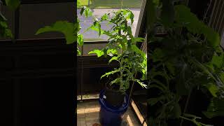 DIY SelfWatering Wicking Bucket  Cherry tomatoes  2 [upl. by Hoebart111]