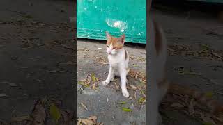 Seaside park salmiya Kuwait cat cuteecats catlover cuteanimal kitten cutepet youtube shorts [upl. by Imeaj331]