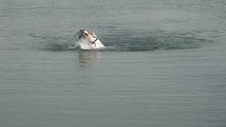 English Pointer Training  The retrieving instinct in pointers [upl. by Koffman]