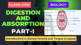 DIGESTION amp ABSORPTION CLASS11 BIOLOGY Introduction to Dental formula and Tongue Lingua [upl. by Kalbli155]