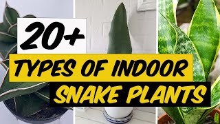 21 Types of Indoor Snake Plants  The Planet of Greens [upl. by Lyckman]