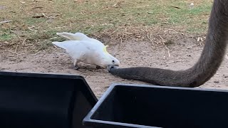 Meanwhile in Australia cockatoos are biting tails of kangaroos and stealing their food [upl. by Yakcm]