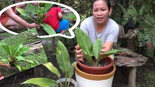 Propagating Philodendron Erubescens “ Green “ [upl. by Cence]