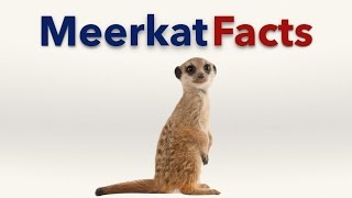 Meerkat Facts [upl. by Kingsbury]