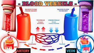 Blood Vessels 3d Animation Video  Structure And Function Of Artery Vein And Capillaries [upl. by Bibbye]