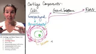 Bone  Cartilage 2 Cartilage tissue [upl. by Wolfgang]