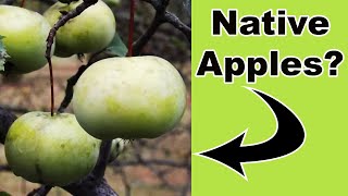 3 Native Crabapples You Need for Pollinators and Wildlife [upl. by Ardnued349]