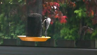 Chickadee and Goldfinch at the Feeder [upl. by Seth]