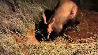 Wildlife Wonders Aardvark [upl. by Packston]