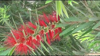 شجرة فرشة الزجاج او شجرة البكاء على الزجاجة Callistemon viminalis [upl. by Liemaj963]