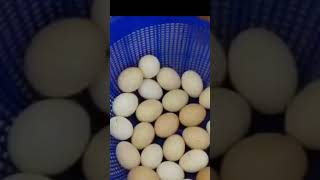 INCUBATOR 9544 211 110 ഇൻക്യൂബേറ്റർ വാങ്ങുവാൻ ആഗ്രഹിക്കുന്നവർ കാണുക Majeed [upl. by Otiragram]