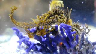 Crinoids walking [upl. by Brest]