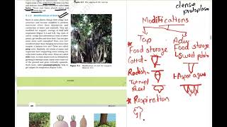 NEET class 11  Morphology of flowering plants  Biology neet  neet 2024  NCERT Bio [upl. by Lang]