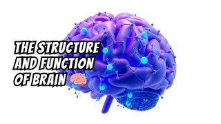 the structure and function of brain 🧠  fully explained  in english  HBM WORLD 🌎  subscribe 💜 [upl. by Llemmart]