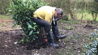 Relocating mature shrub on your own transplanting a laurel [upl. by Chilson]