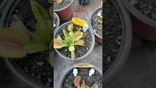 Alimentando a la dionaea muscipula b52 [upl. by Karee]