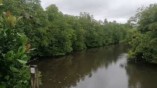 mangroves travel ambalangoda mangroves srilanka [upl. by Nessaj104]