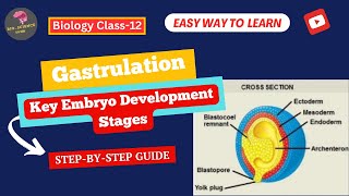 Gastrulation Key Stages and Importance in Embryo Development BioScience Guide [upl. by Hijoung]