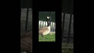 goslings are eating grass [upl. by Gorman]