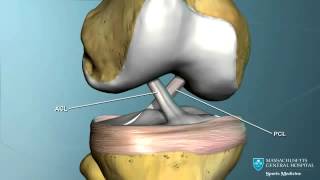 Knee Ligament Anatomy Animation 360p [upl. by Niu949]