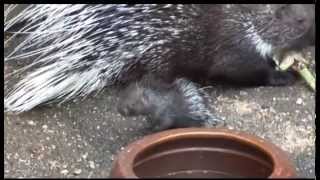 Niedlich Stachelschweinnachwuchs im Zoo  ELSTERWELLE [upl. by Elka745]