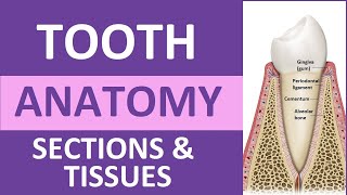 Tooth Anatomy Structure amp Tissues  Crown Neck Root Dentin Cementum Enamel Pulp [upl. by Dari812]