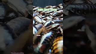 Dubia roach Colony [upl. by Weywadt]