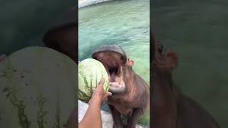 Hippopotamus eating watermelon daily life Hippopotamus eating watermelon The big hippopotamus m [upl. by Hevak]