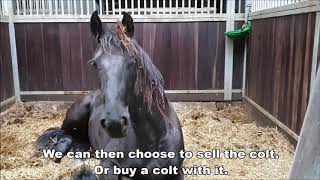 QampA about breeding Friesian horses [upl. by Seldon671]