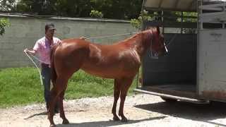 Equino¿Cómo subir un caballo a un remolque [upl. by Tinya]