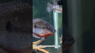 Aquarium fish Firemouth Cichlid community aquarium clownloach fishtank cichlidtank fyp ikanhias [upl. by Einnel]