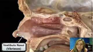 Anatomia da Cavidade Nasal  Prof Celimara [upl. by Guinn]