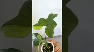 Philodendron Violin varigata plants garden greennaturehousplantsVarigata [upl. by Neelyhtak480]