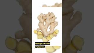 What is a rhizome  Rhizome of ginger  Modified Underground Stem Types and Rhizome examples [upl. by Amrac]