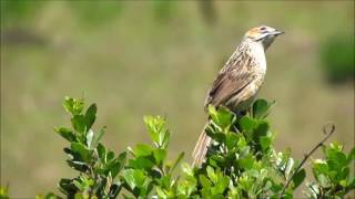 Cape Grassbird singing [upl. by Werner]