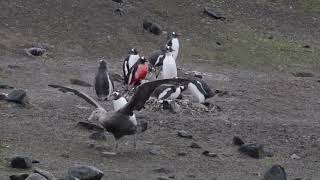 Giant petrel  Penguin Protecting his Baby from Giant petrel [upl. by Silma]