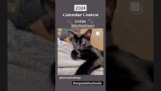 Calendar Contestant 🐾🐈‍⬛️🎊 vlog catvlog calendar cat fypシ゚ fyp calendar contest catshorts [upl. by Ardeha963]