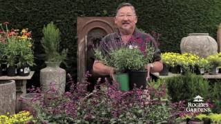 CA Friendly® Gardening Solutions  Beautiful Flowering Plants with Steve Goto [upl. by Minica]