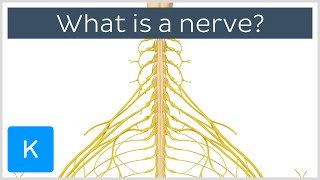 What is a Nerve  Human Anatomy  Kenhub [upl. by Michaeu]