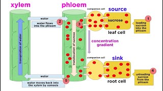 Types of Plant Tissues [upl. by Aseuqram]