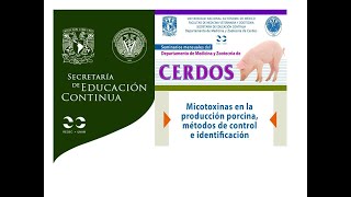 Micotoxinas en la producción porcina métodos de control e identificación [upl. by Imhsar]