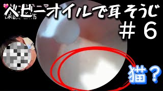 【ベビーオイル6】耳をオイルまみれにして耳掃除したらまさかの結果に6。匠の技僕耳ぼくみみカップルチャンネル耳掃除耳垢earasmrearcleaningearwax귀청소 [upl. by Luhem]